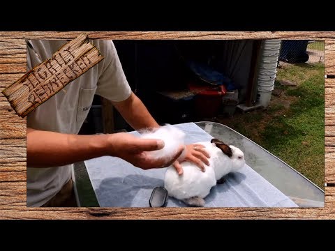 Why Do Rabbits Shed Their Hair: The SR Rabbit Update 7-25-17
