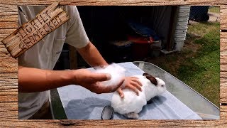 Why Do Rabbits Shed Their Hair: The SR Rabbit Update 7-25-17