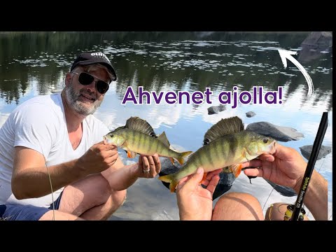 Ahven SYÖ hurjana helteellä - Ahvenen jigikalastus - Pohjajigaus tekniikat ja Dropshot - Kalastus