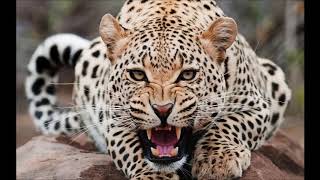 Download lagu Suara WALET inap PULAU sumatra  #SWALLOW BIRD SOUND mp3