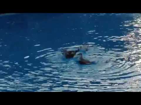 Other guests enjoying the hotel pool