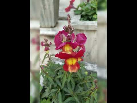 Best Flowers collection and clicks