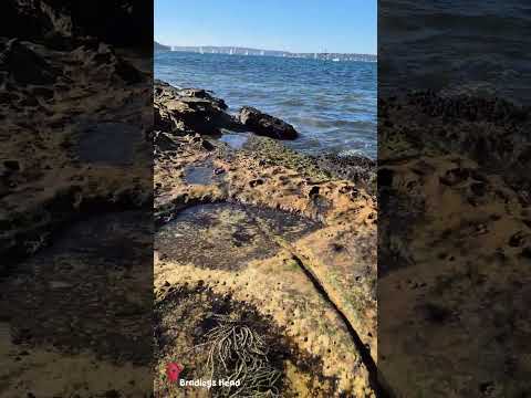 [short] A Quick Visit to Bradleys Head | Sydney, Australia