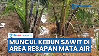 Viral Kebun Sawit Tiba-tiba Muncul di Kawasan Resapan Mata Air, Dinas Pertanian Cirebon Terkejut