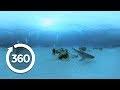 Understanding Sharks Shark Week 360 Video