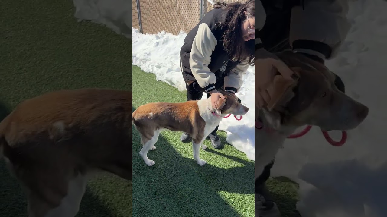 Enlarge MEET MAGGIE- FIXED, VACCINATED, HOUSEBROKEN, MICROCHIPPED! DOG FRIENDLY, a ADOPTABLE mixed breed in Clifton, NJ video 4/6