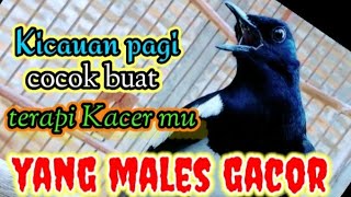 Download lagu Kacer gacor full isian tembakan juara Nasional mp3 Download lagu Kacer gacor full isian tembakan juara Nasional mp3