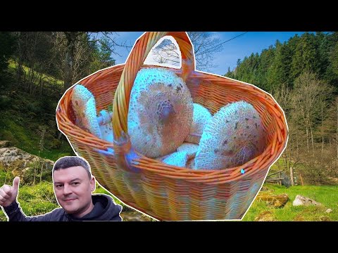 Berba Gljiva - 24 Novembar 2019