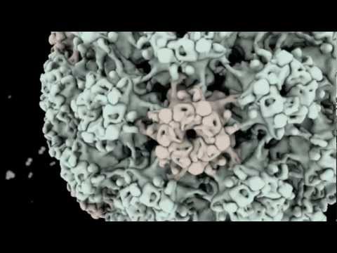 hpv vakcina respirációs papillomatosis genferon condyloma kúpok