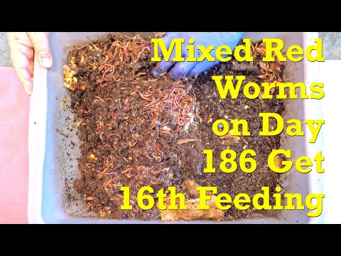 Twine bed bin w mixed red worms goes from 3 to just 1 feeding zone - vermicompost