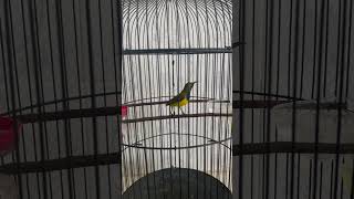 Download lagu masteran sogon indigo mp3 Download lagu masteran sogon indigo mp3