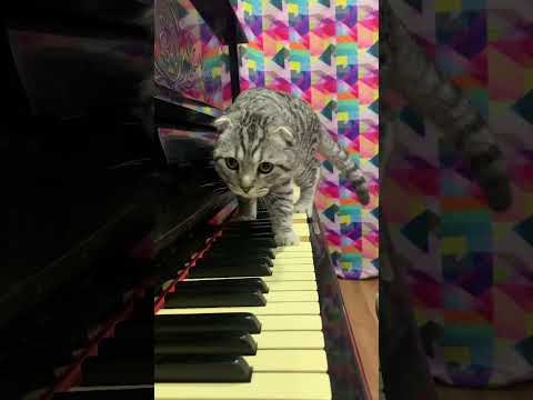 avant-garde musician 🐾🎼