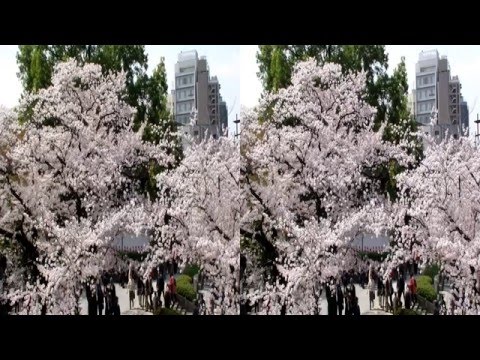Sakura (Cherry Blossoms) in Tokyo (3-D version)