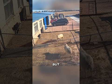 The Smartest Sheep Troll Ever#sheep #animals #funny