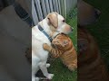 The Orange Tabby Cat Loves His Labrador Friend
