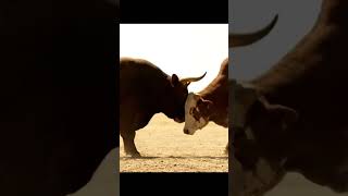 Download lagu banteng dan sapi ini berkelahi karena apa ya ? #sapilucu #hewan #banteng#cow #animation #shorts #sap mp3 Download lagu banteng dan sapi ini berkelahi karena apa ya ? #sapilucu #hewan #banteng#cow #animation #shorts #sap mp3
