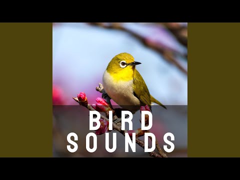 Spring Birds Sound