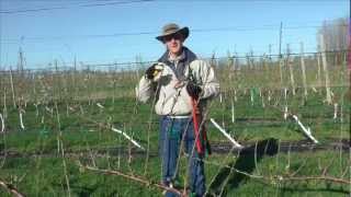 preview picture of video 'Intro and pruning Gisela cherry trained to Upright Fruiting Offshoot'