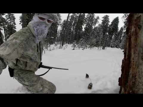 Bobcat calling in the snow