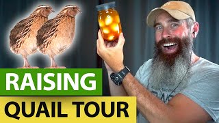 BEFORE Raising Quail For Meat, WATCH THIS TOUR!