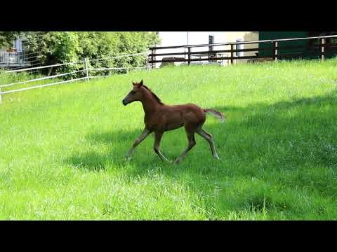 Stutfohlen von Bourbon x Dancier