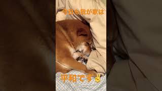 今日も日本は平和だ！感謝豆柴❤️ #shibainu #柴犬 #cute #犬のいる暮らし #peace