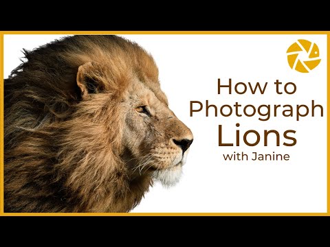 Wildlife Photography Tips. How to Photograph Lions with Janine.
