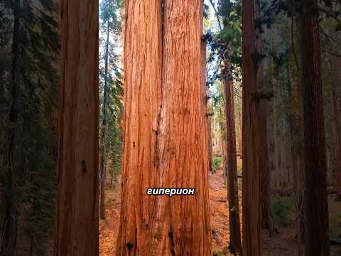 Где растут самые гигантские деревья