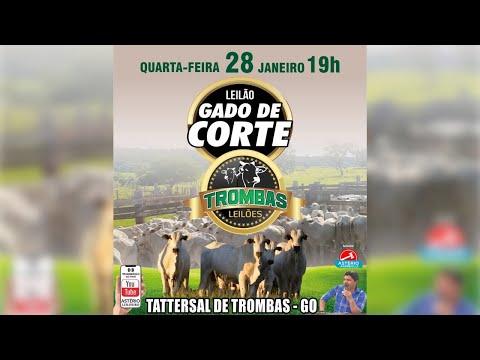 TROMBAS LEILÕES - TROMBAS GOIAS 28/ 01/ 2026