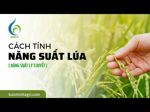 Cách tính năng suất lúa | How to calculate rice yield | Bảo Minh FE