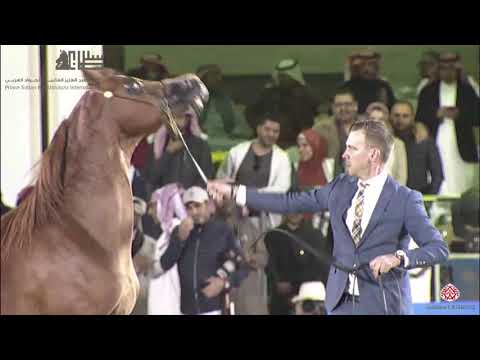 N.273 ASBAH - 2020 PSAIAHF Al Khalediah Show - Stallions 4-6 Years Old (Class 10B)