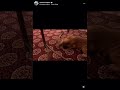 ️ 1 806 500 5552 Rednosepitbull