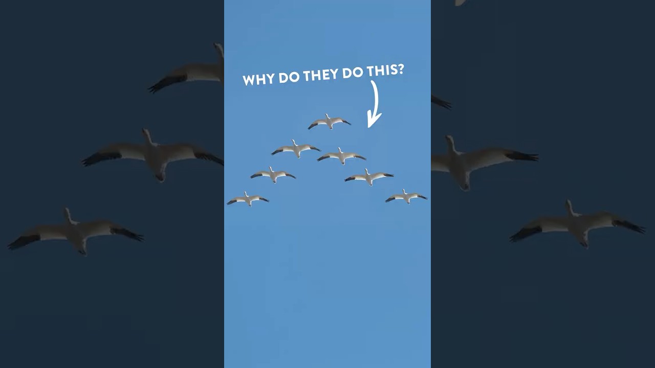 Why do birds fly in a V?