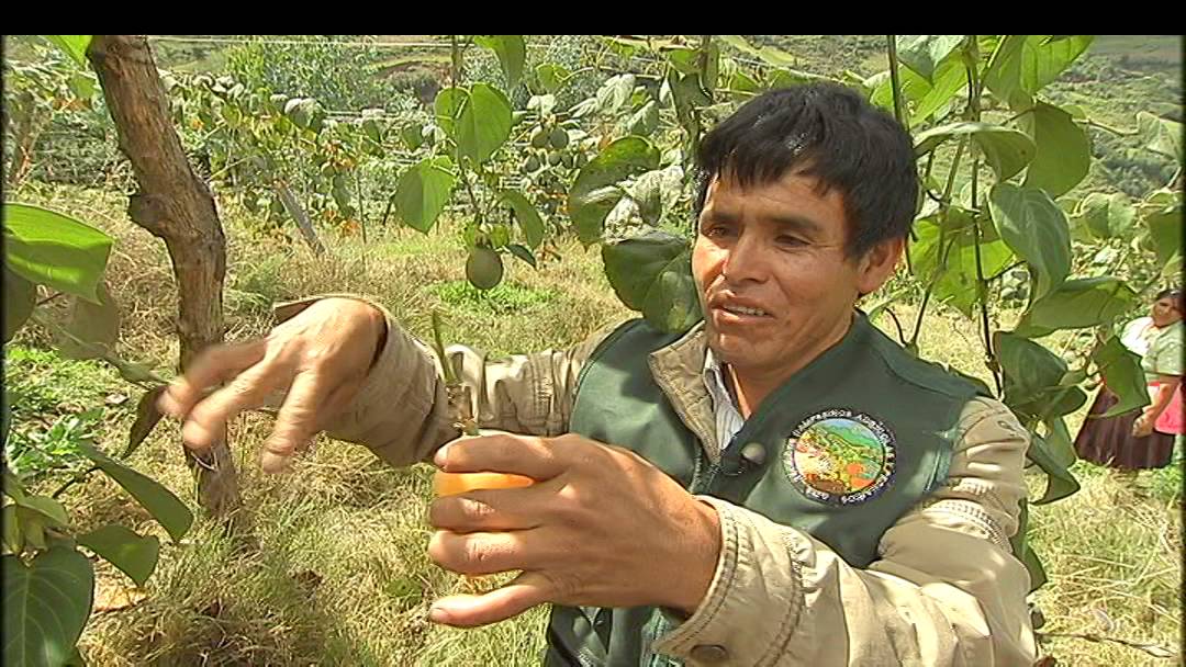 La grenadille au Pérou (reportage RTBF)
