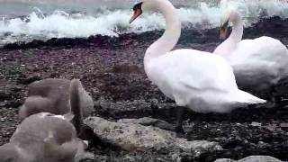 preview picture of video 'port glasgow swans pt2'