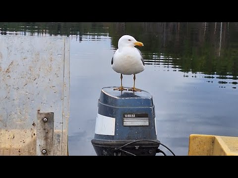 Verkkokalastusta  Pielisellä 16.5.24.     kevätkausi käyntiin
