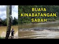 Buaya Peliharaan Di Terengganu Dan Buaya Di Sungai Kinabatangan Sabah