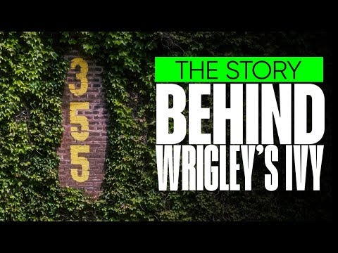 The Backstory on Wrigley Field's Ivy! (Iconic Chicago Cubs outfield fence)