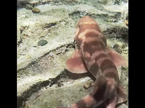 品川区立水族館 トラザメ（Scyliorhinus torazame）