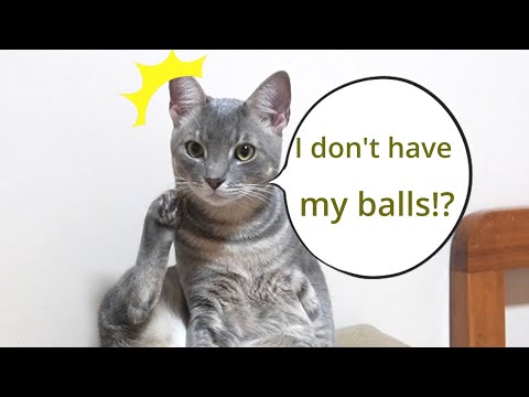 Cat freezed when he realized he have no balls after neutering...