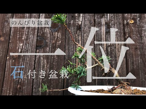 大葉石イチイ 植物