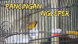 Download lagu SOGON GACOR DORR..!! PANCINGAN SOGON NEMBAK #sogon #sogongacordor #pancingansogon #sogokontonggacor mp3