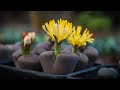 LITHOPS WATERING TECHNIQUES | YOU SHOULD KNOW IT!
