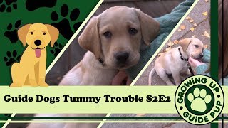 GUGP Season 2 - Week 2 - Tummy Trouble