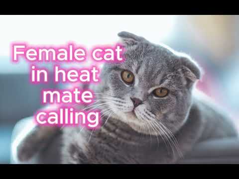 Female cat in heat  mate calling || Animal Sounds