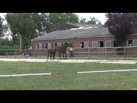 Fohlenrundfahrt 2021 - 05 Stutfohlen v Cadeau Noir