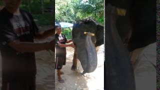 animales  el elefante toca la música