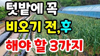 비오기전 비온후에 구분해서 텃밭 관리하면 일이 훨씬 수월해져요.
