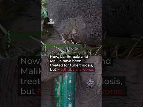 Can Pakistan save the last two of its four captive African elephants?