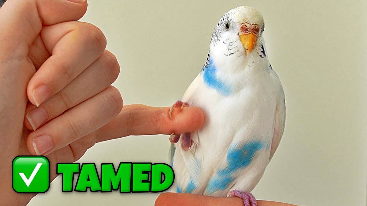 Tamed My Scared Bird in 3 Days - Here's How (FAST GUIDE)